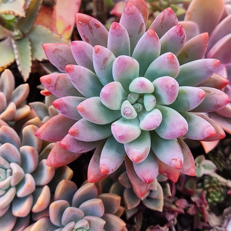 Graptosedum Varieties – Types of Graptosedum Succulents – Best Animal