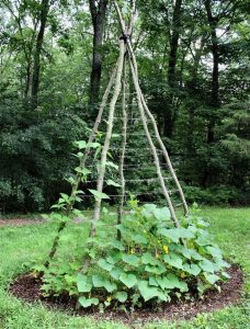 41 Easy DIY Garden Trellis Ideas & Plant Structures - Crafty Daily