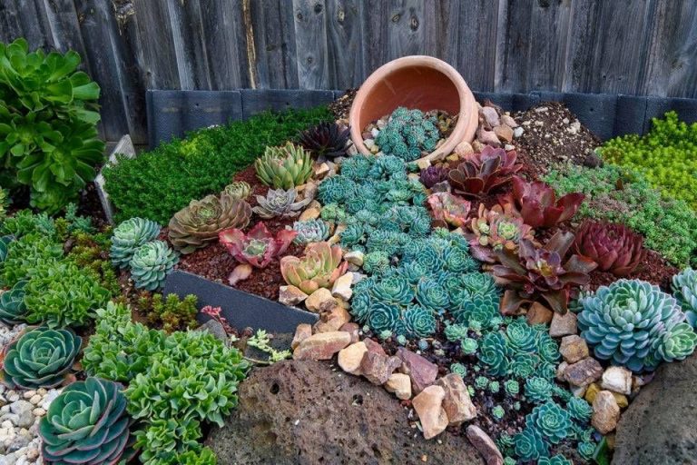 30 Succulent Garden Design Ideas for Small Spaces: Stunning Planter and ...